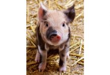 2019 Year of the Pig